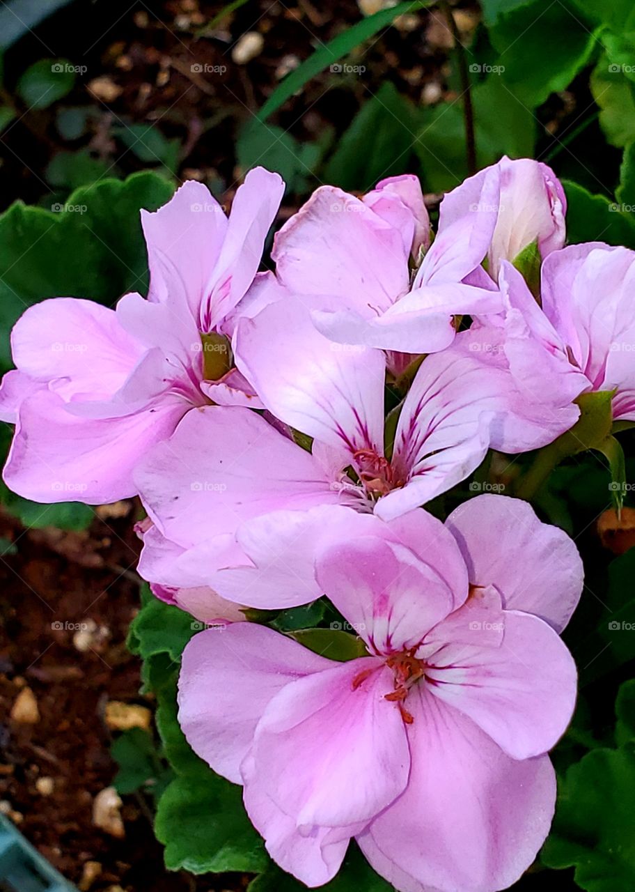 beautiful geranium