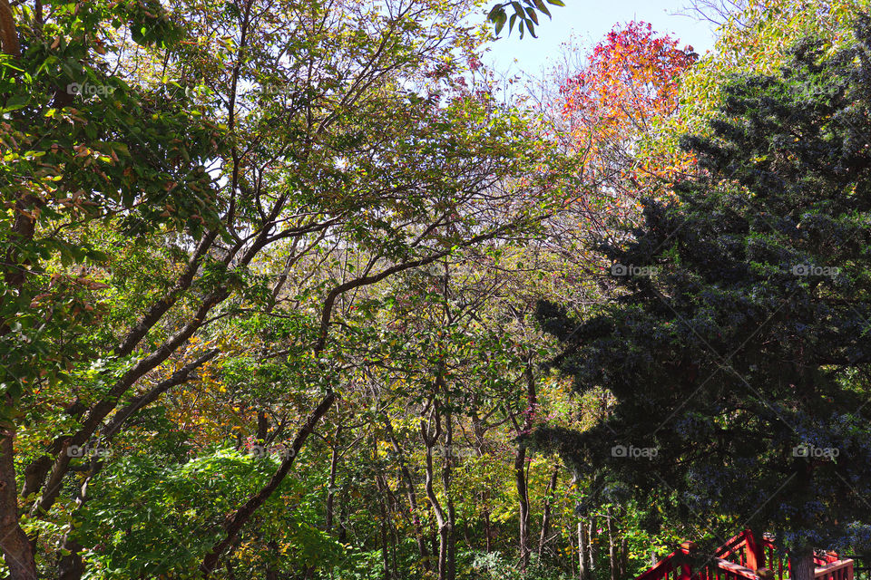 fall colors in the trees