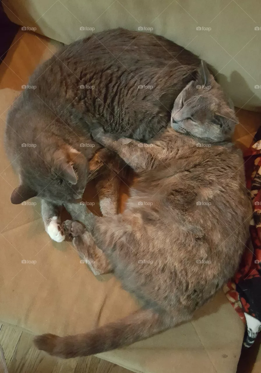 kitty ca