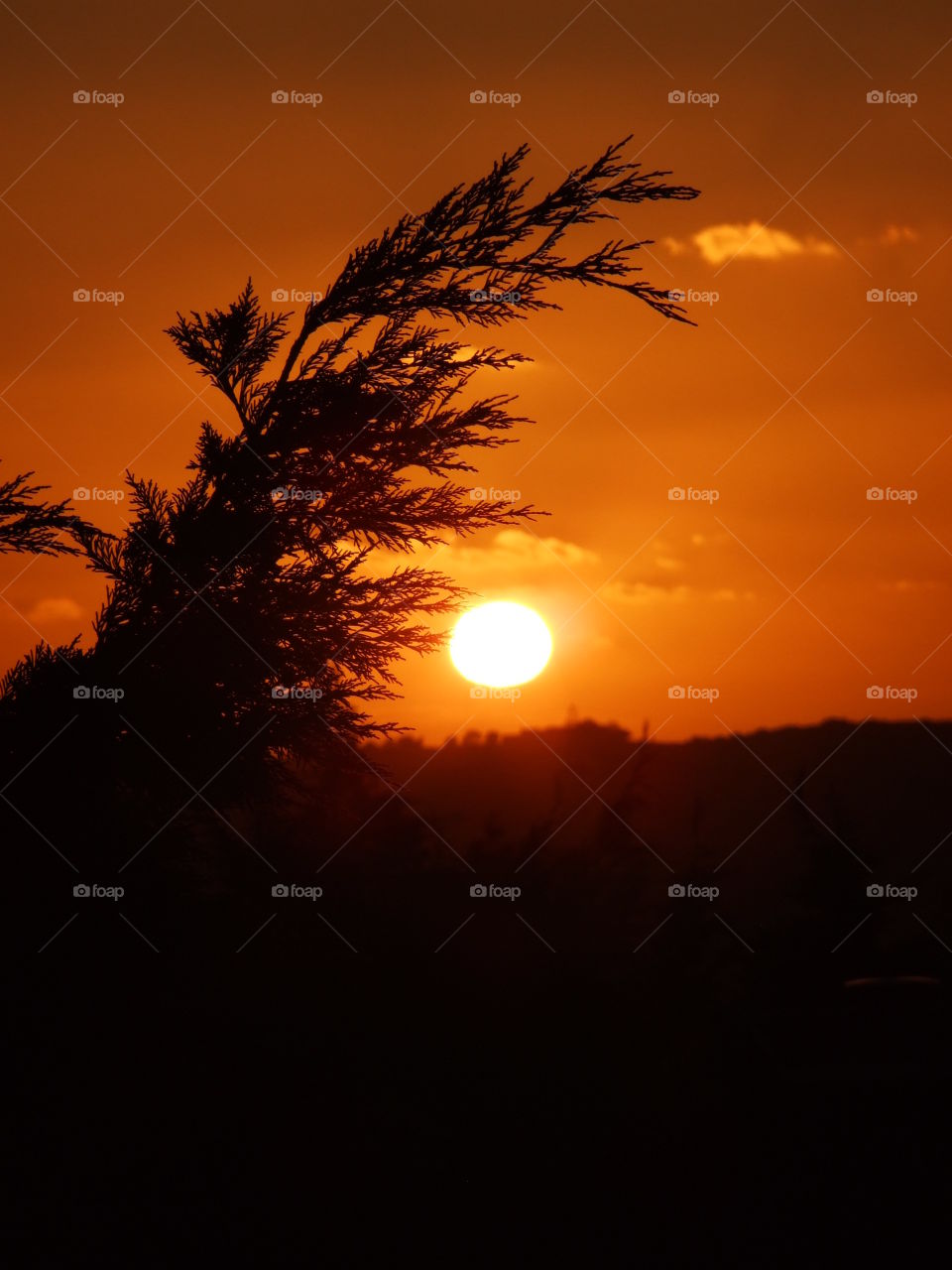 Full sun and tree branch
