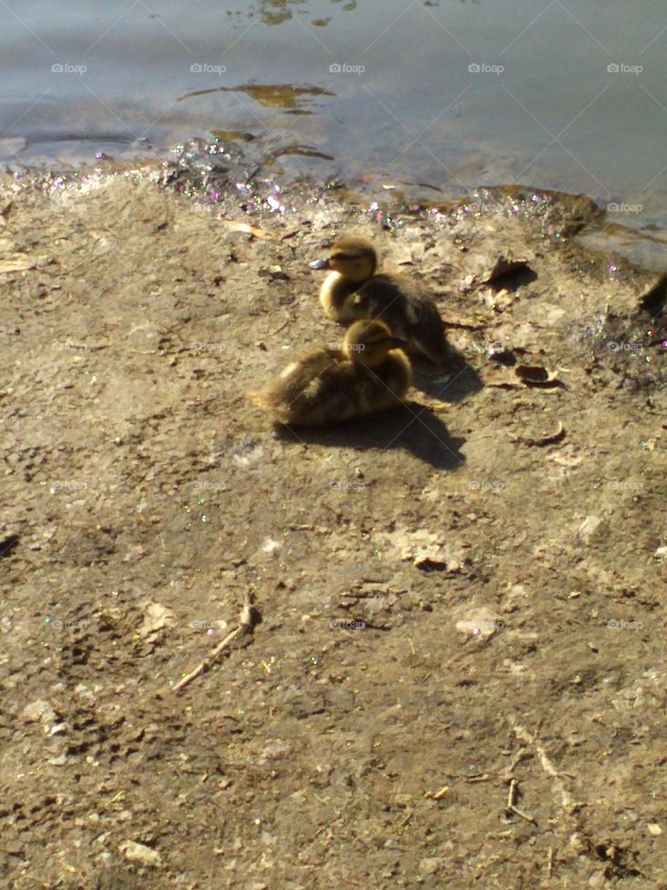 Young ones. ducks sunbathing