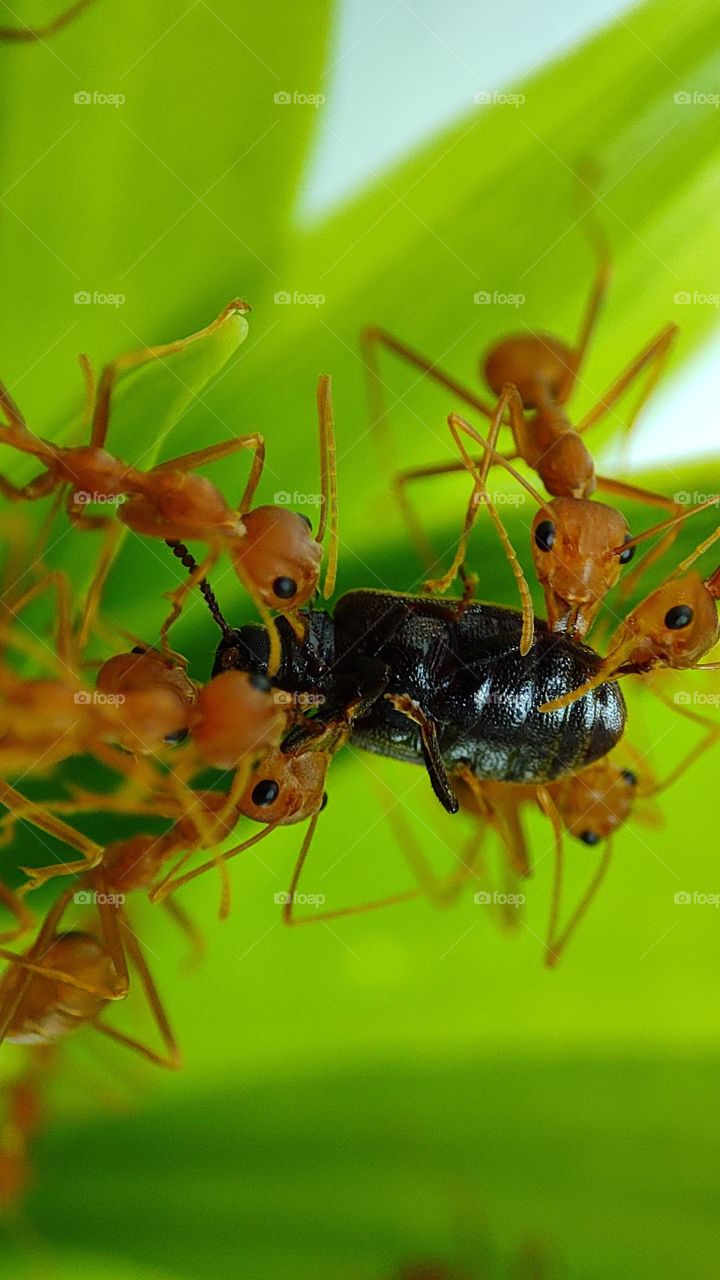 ants taking down an insect