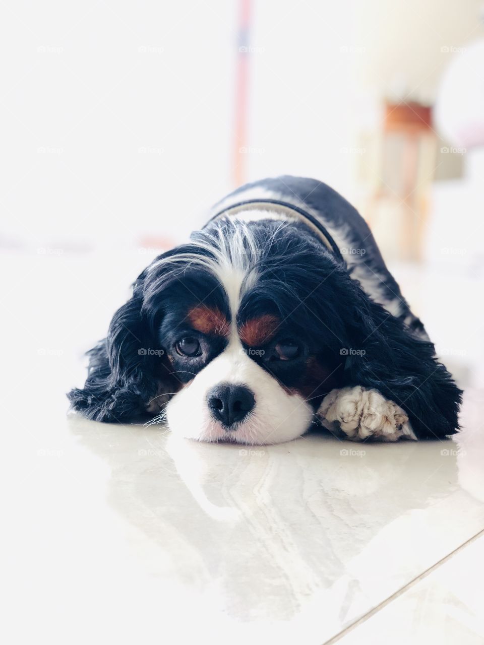 Cute Cavalier King Charles puppy looking at the camera with a sad face.