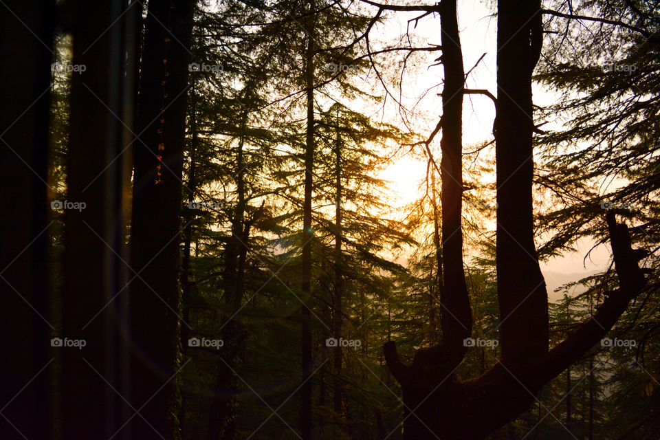 Dawn in forest