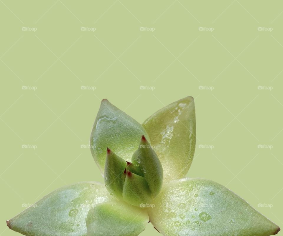 Backgrounds, copy space, succulent against green background 