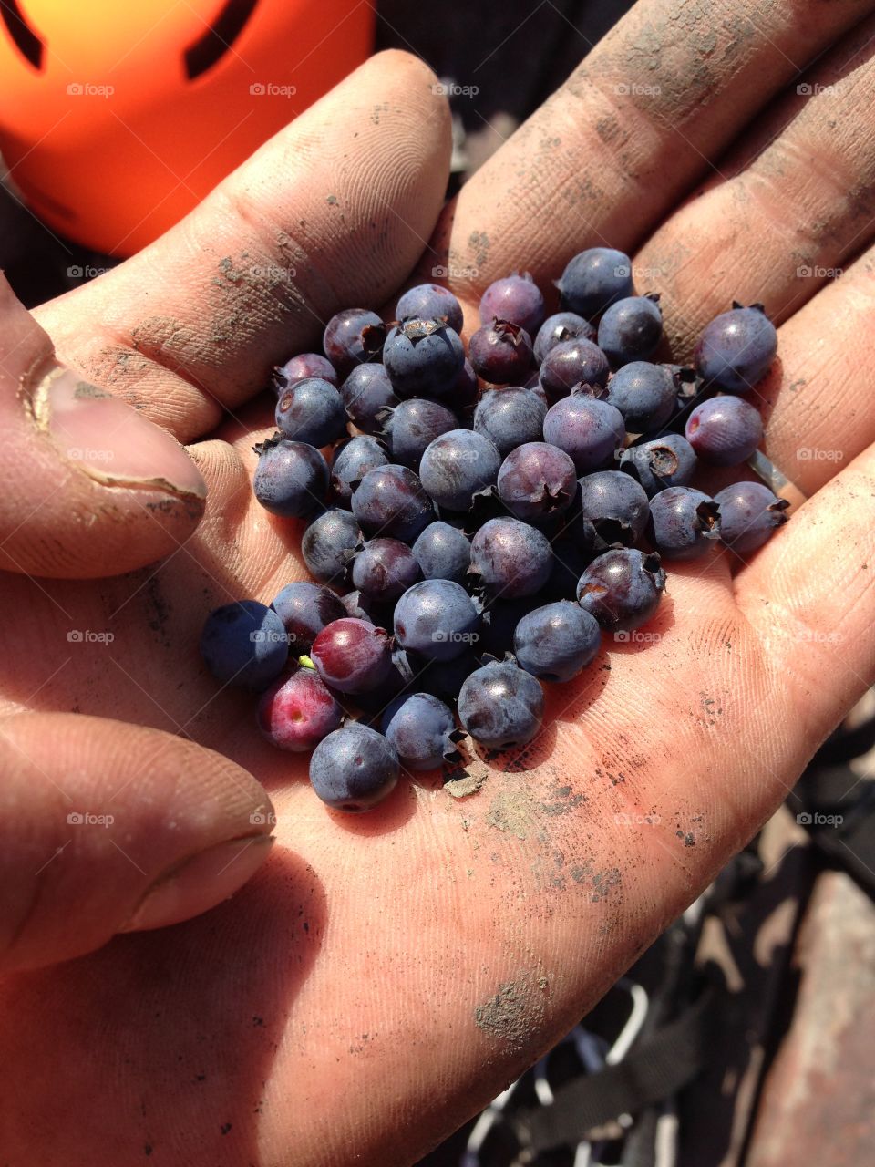 Forging for wild berries in Alberta canada