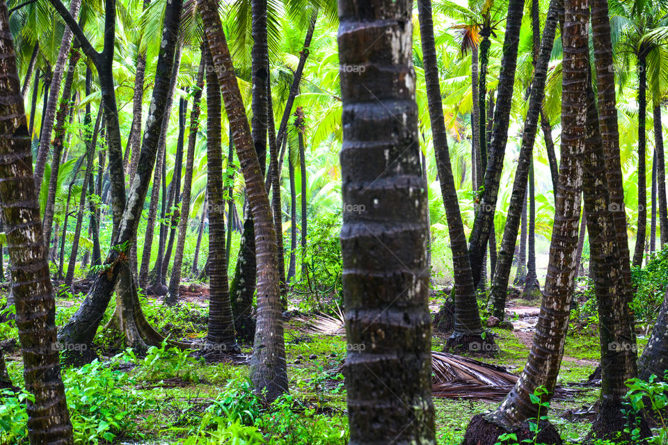 The forest . Pic taken in the forest of south goa . Gives a lush green and tropical feel. 