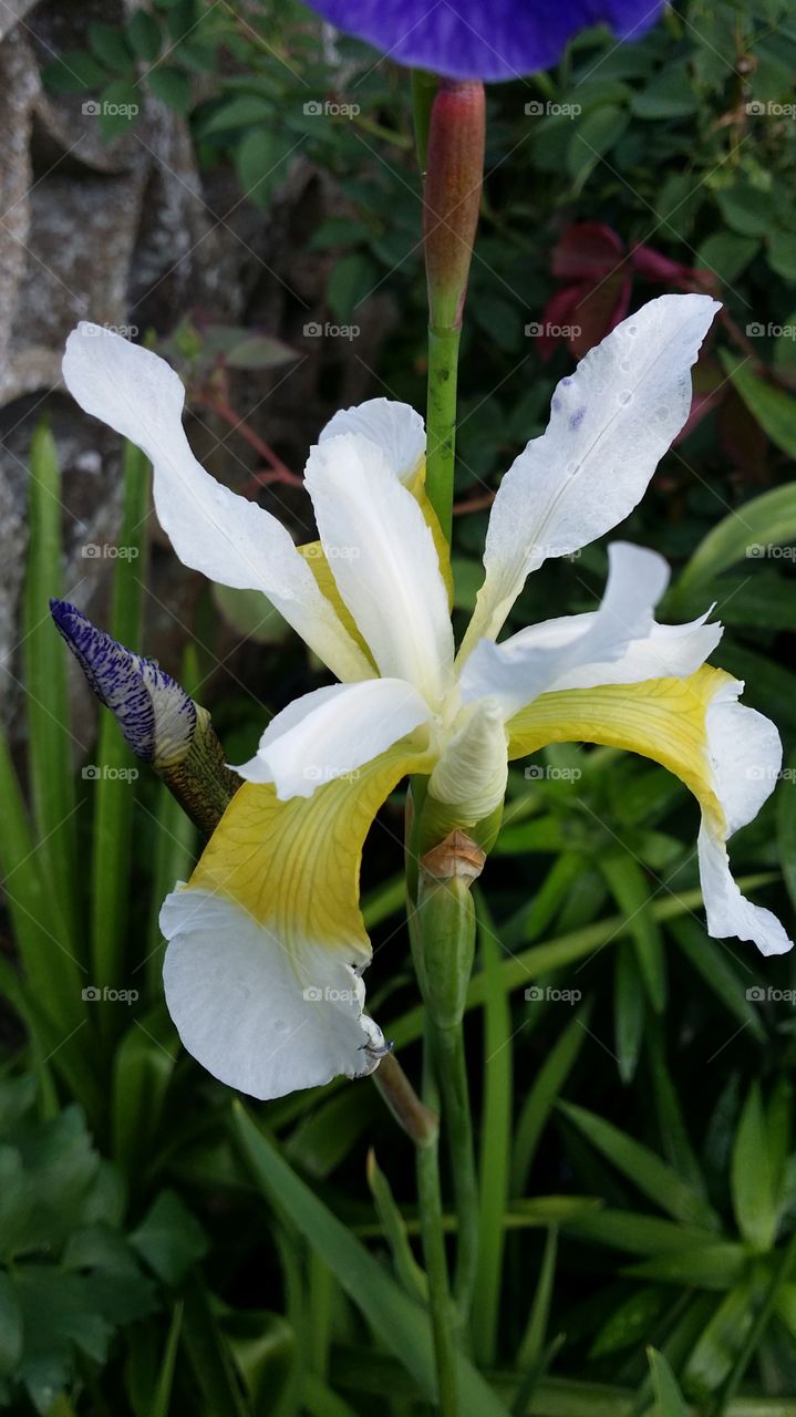 white iris