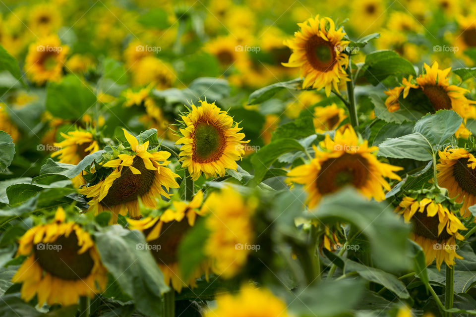 Sunflowers