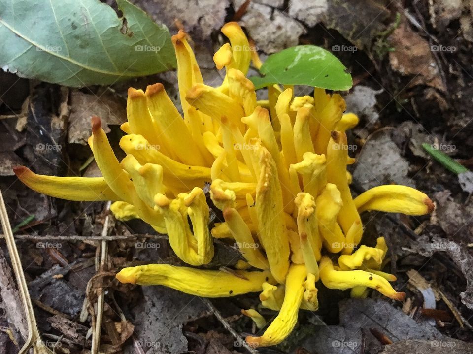 Golden spindles, a species of coral fungus. 