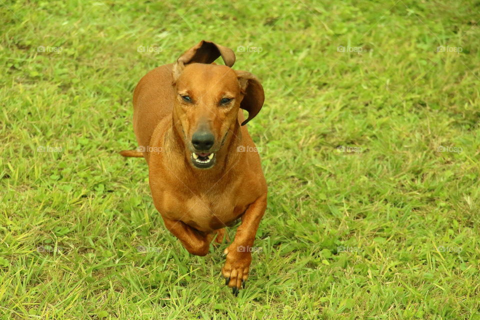 daschsund running