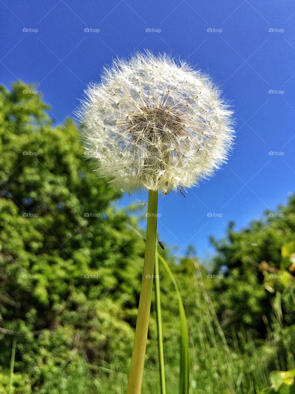 Close-up of dandelion