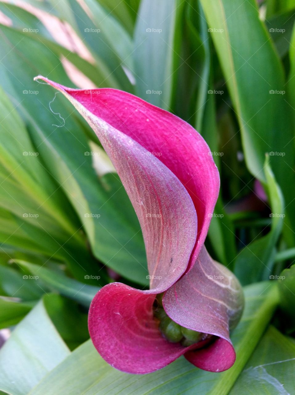 Calla lily