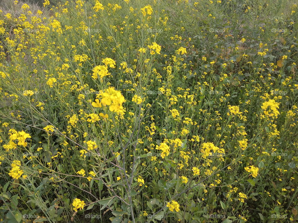 it's mustard farm. butifull yellow flowers.