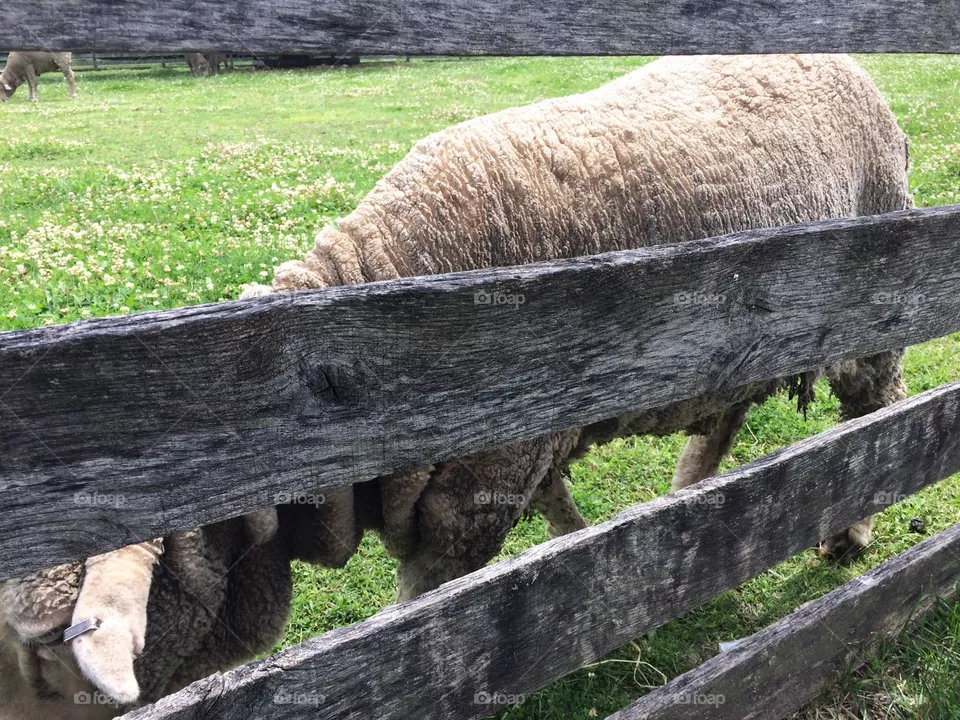 Sheep