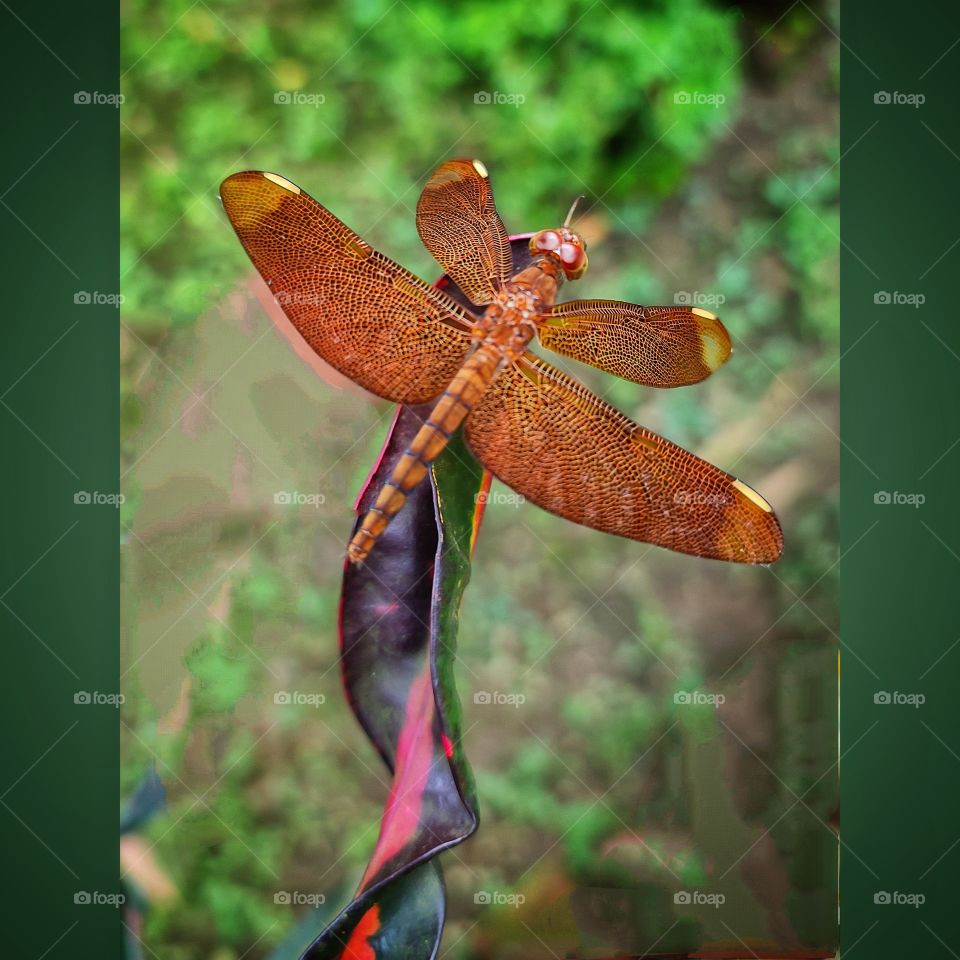 A dragonfly