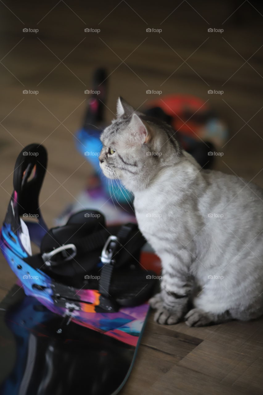 Cat and snowboard 