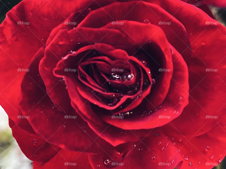 Detail on the petals of a red flower