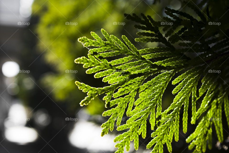 Green branch macro shot . Nature concept