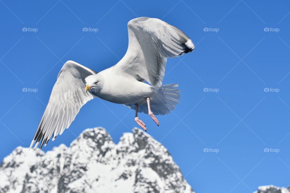 Flying Seagull