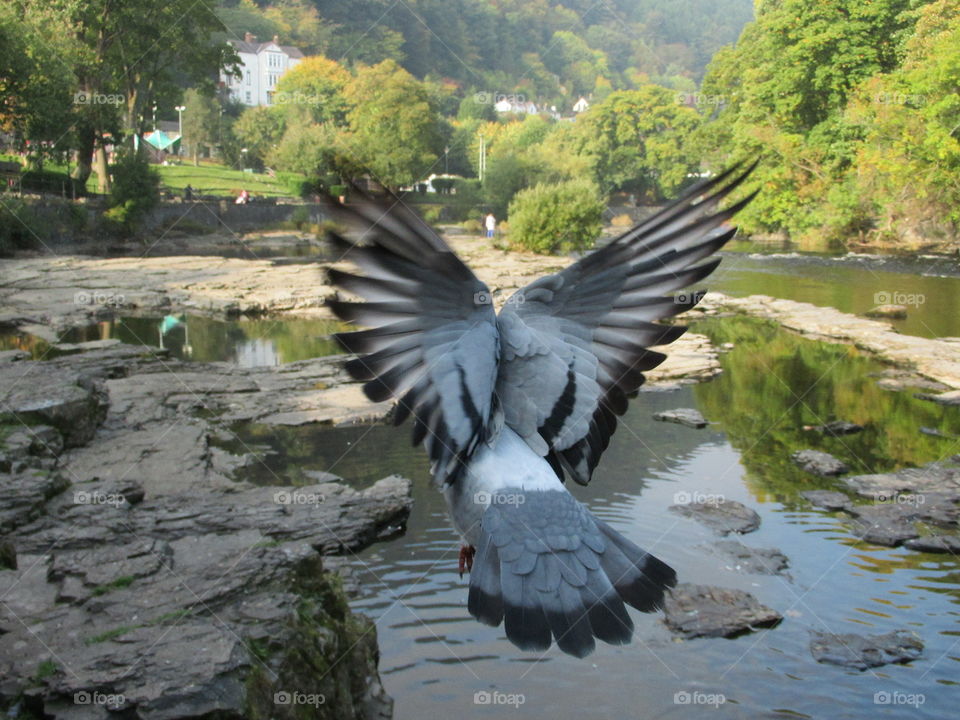 A pigeon in full flight with wingspan looking very much like a Angel