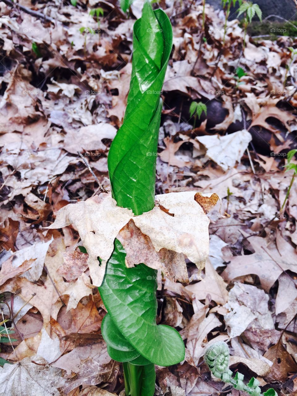 Skunk cabbage growing through a leaf 