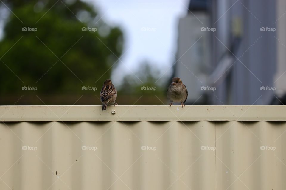 Two sparrows sitting in a fence Bokeh background 