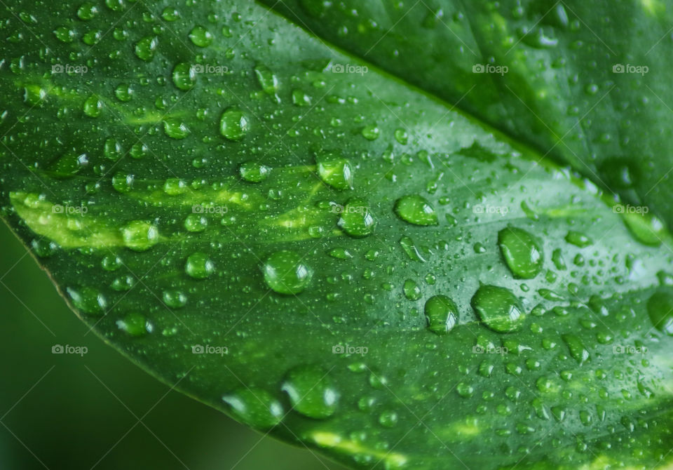 Water Drops on a Leaf