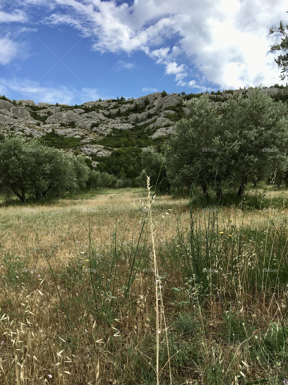 Summer grass and Oliver trees before Alpilles landscape 