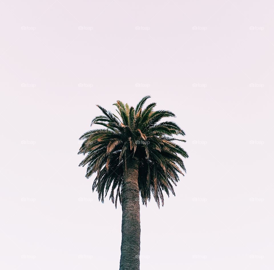 Lonely palm tree in LA 