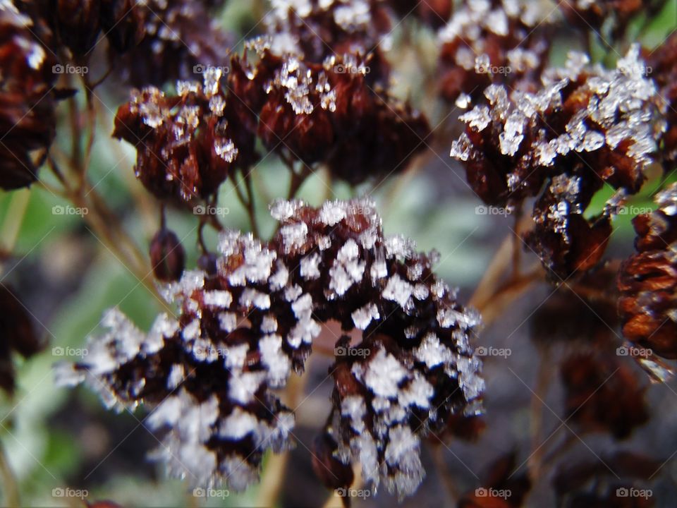 Sedum in winter 