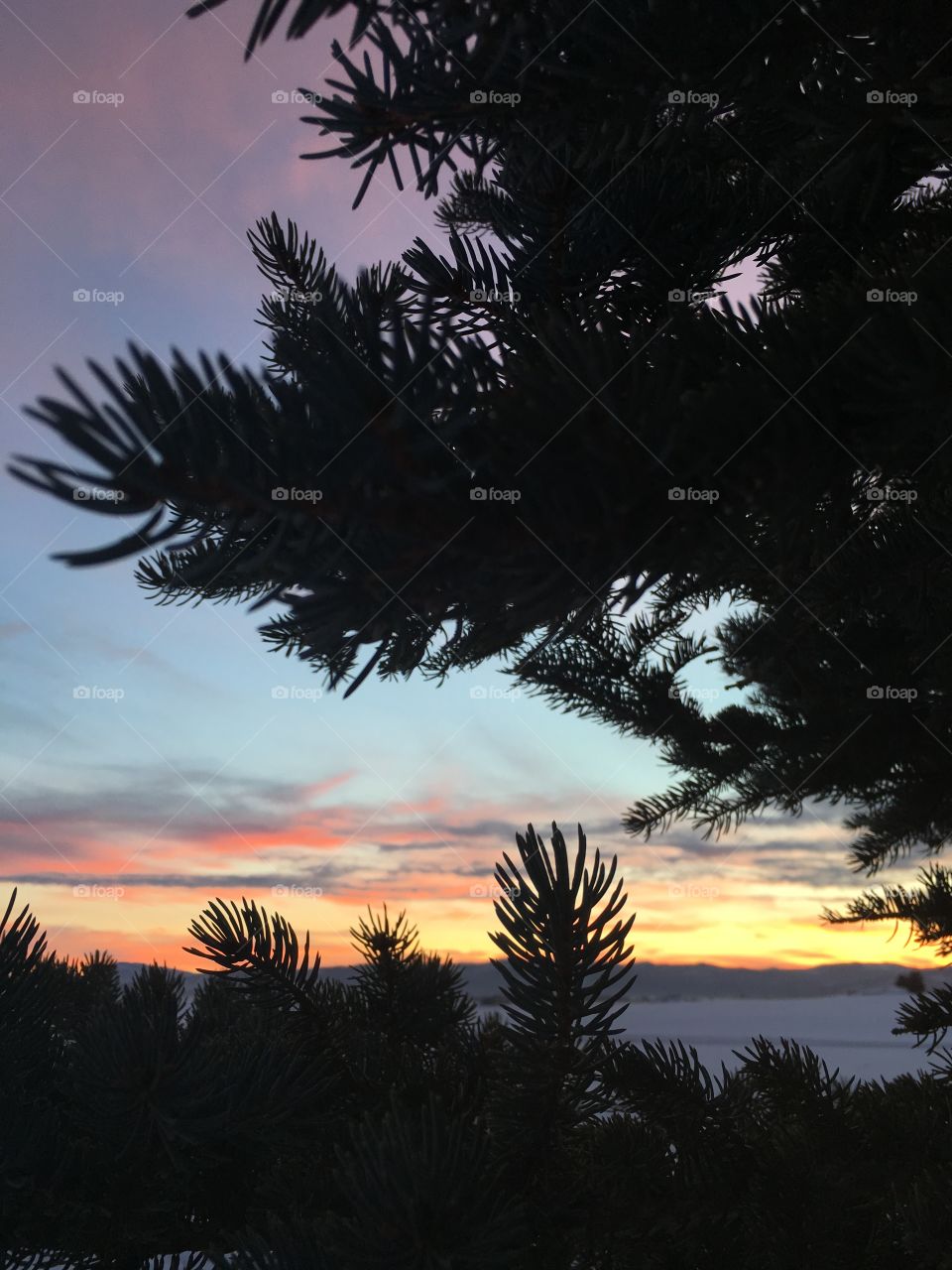 Through the tree sunset.