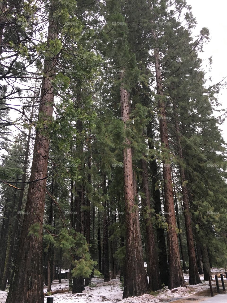 Tall trees