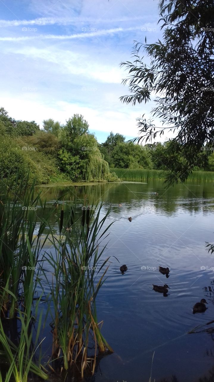 Backwell lake