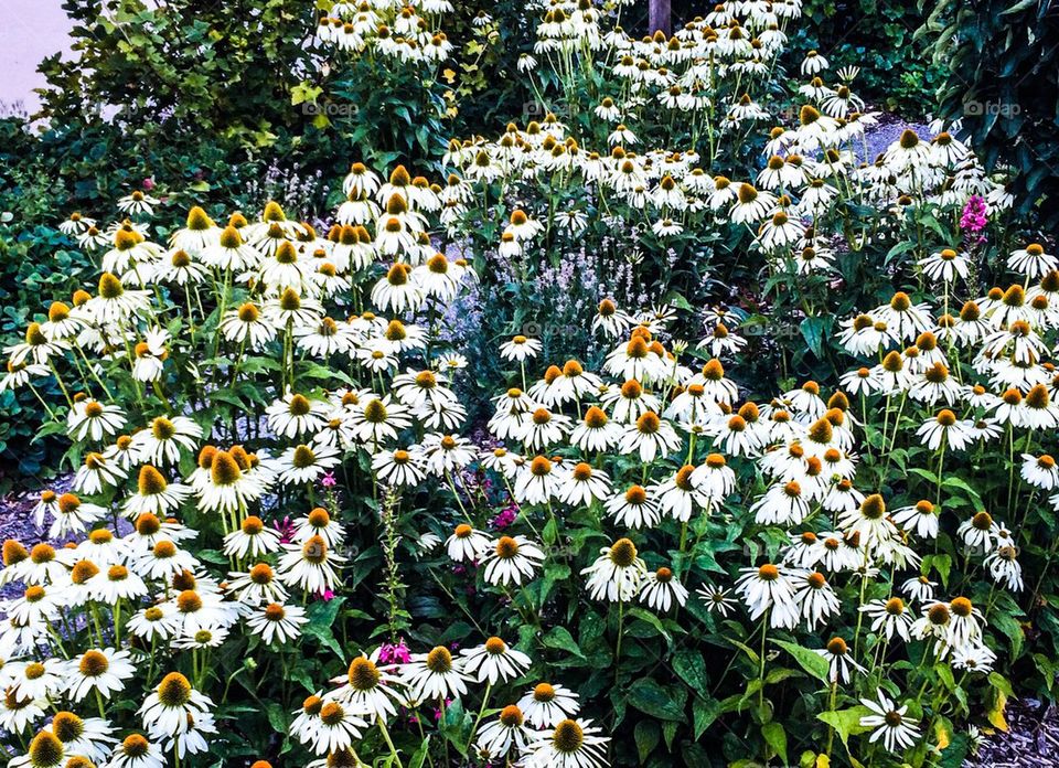 Wildflowers