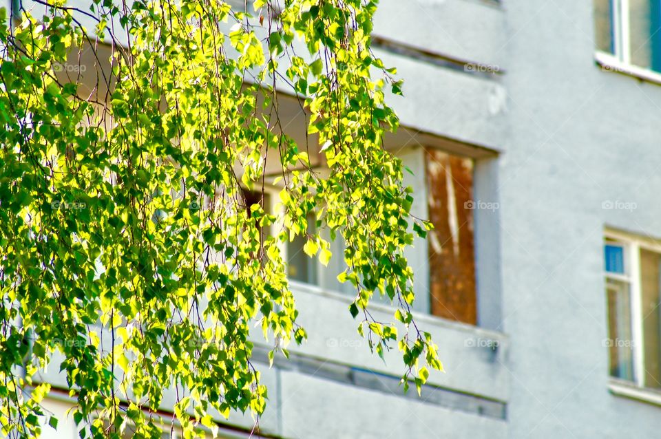 sunny spring morning