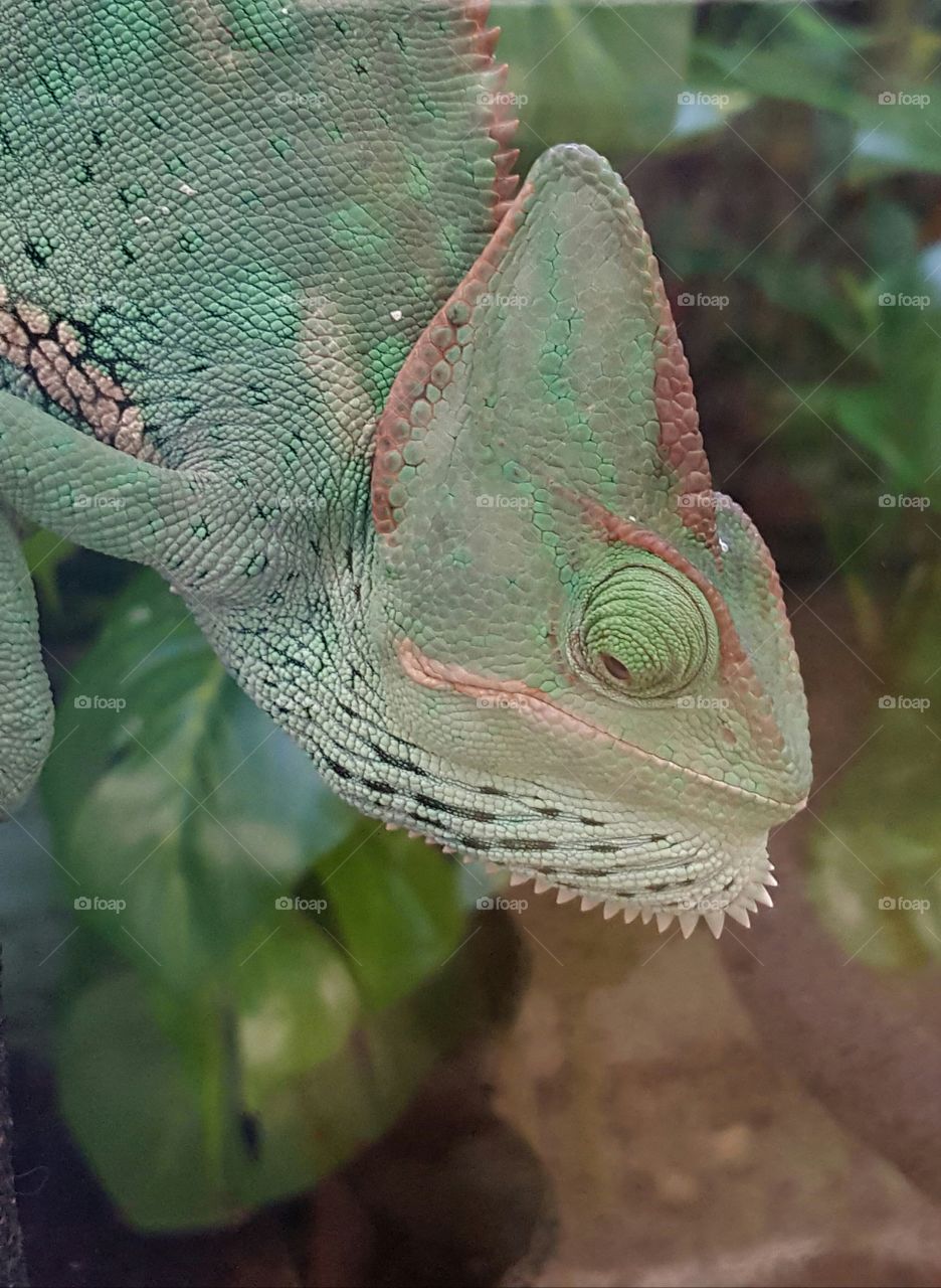 Chameleon