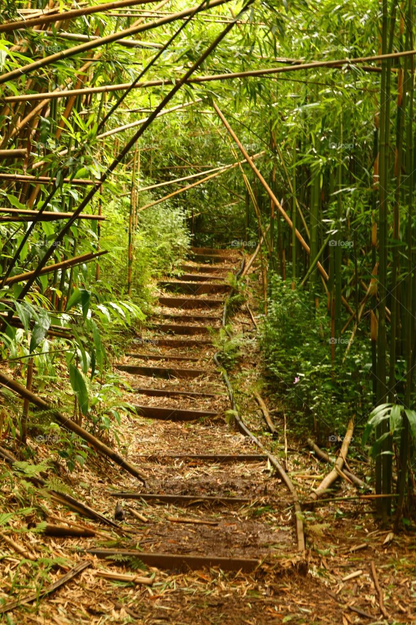 Jungle trail, Oahu, Hawaii 