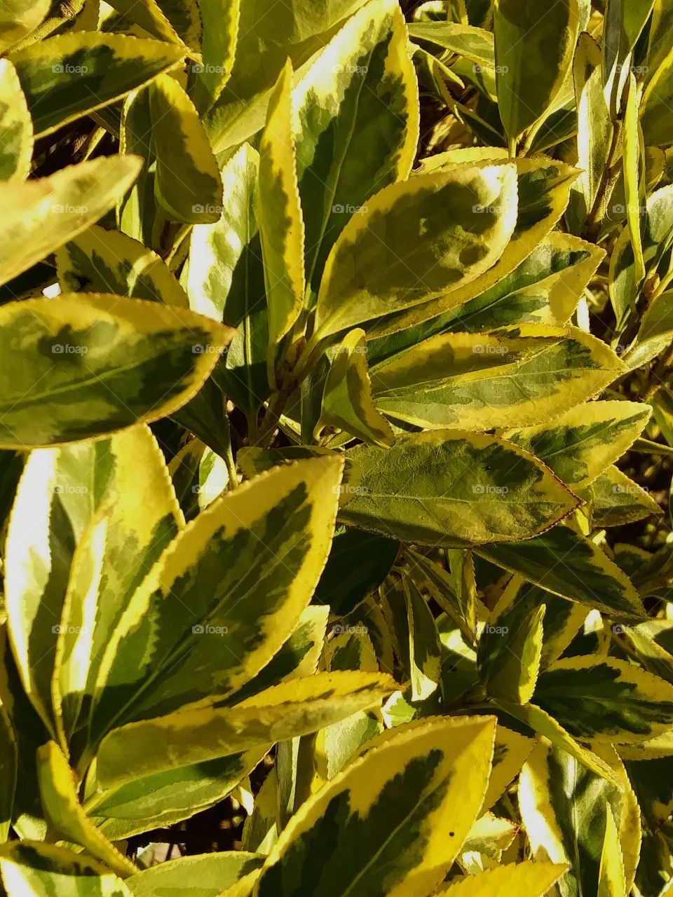 leaves of a shrub