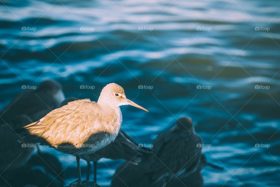 Bird at beach