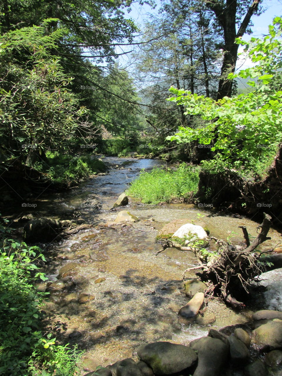 Water, Nature, Landscape, River, Wood