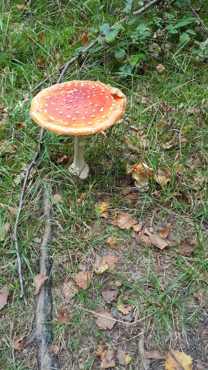 Mushroom red with white dots.