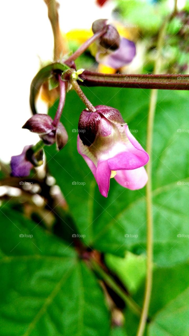 purple french queen bean flower