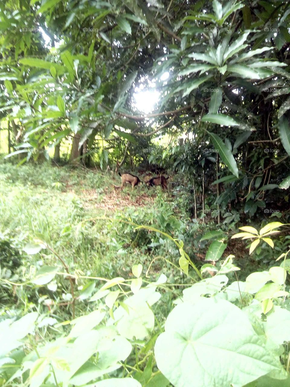 this picture is one of the best things you want to see two ram goat in bush fight ING in the bush.