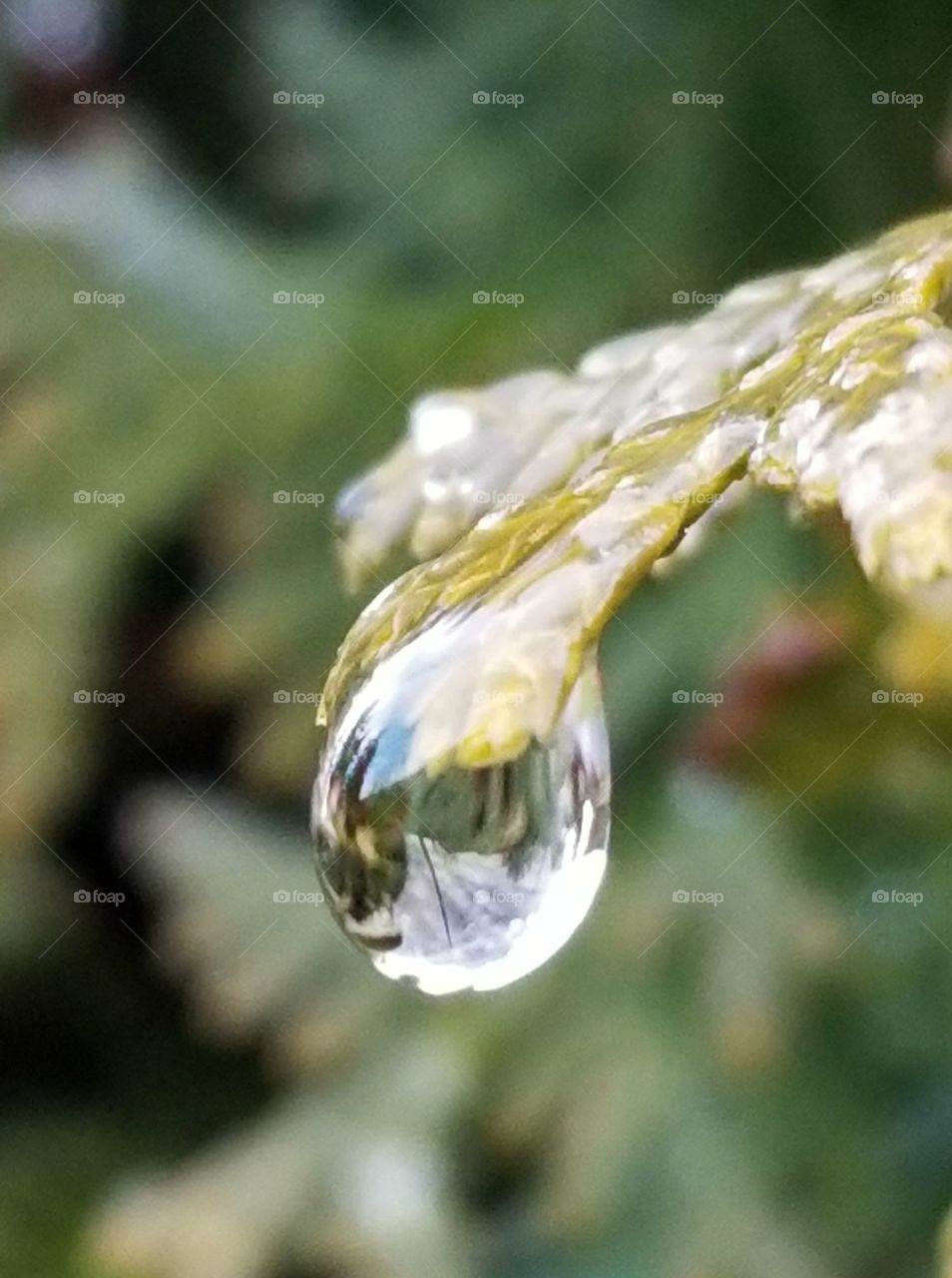 raindrop off cedar