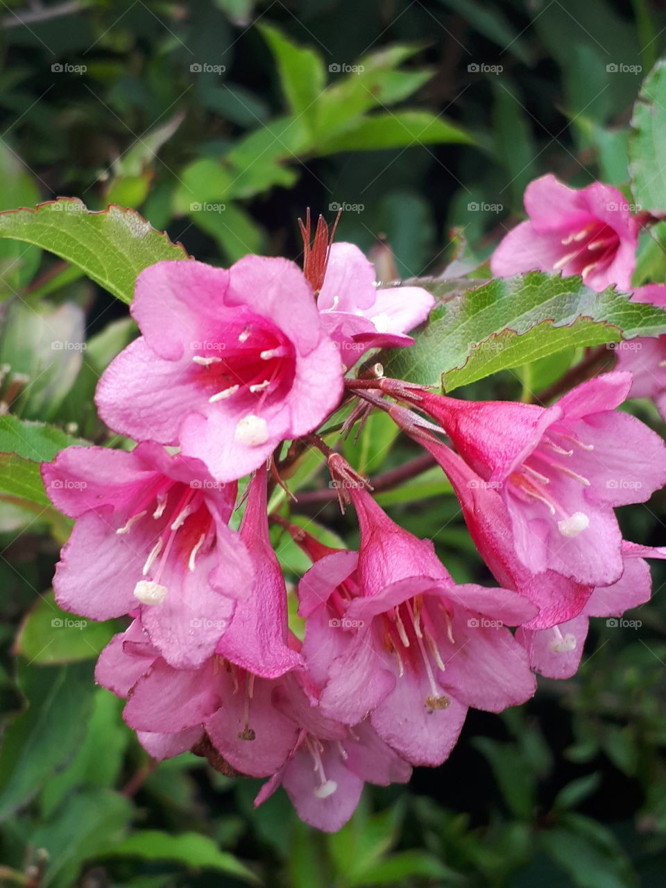 Flower, Garden, Flora, Nature, Leaf