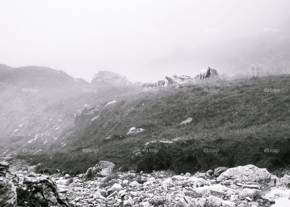 a heard of sheep in the fog - Austrian alps