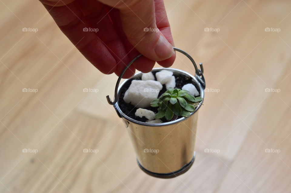 HOUSE PLANT IN POT