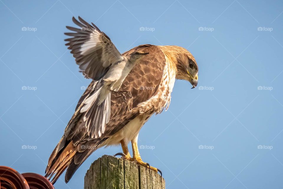 A northern Mockingbird is giving fits to a red-tailed hawk. 