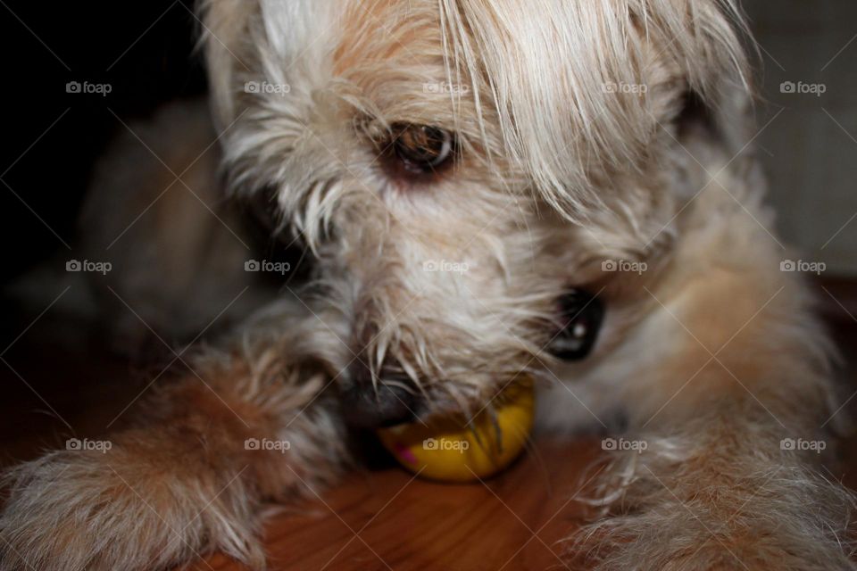 the dog plays and chews on his toy ball